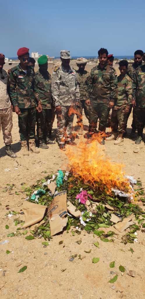 قوات الحزام الأمني تتلف كميات من القات بمحافظة سقطرى